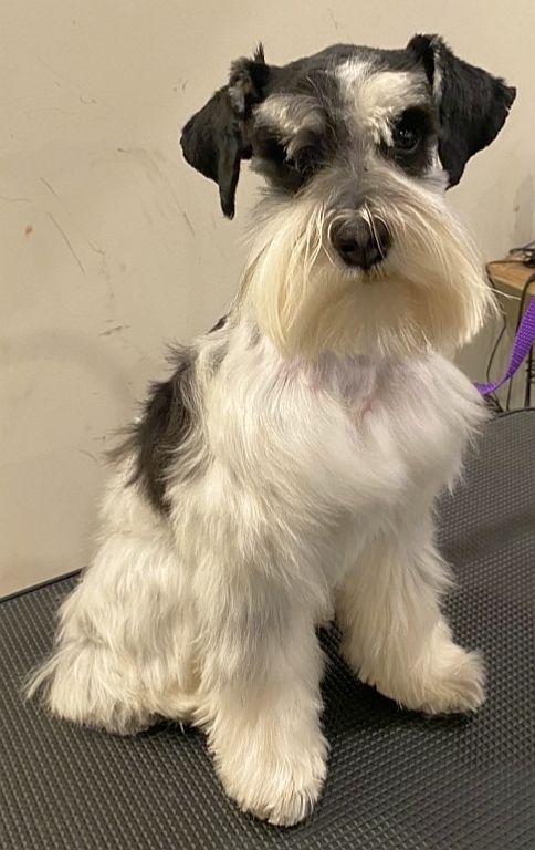 Miniature Schnauzers Make the Best Pets!